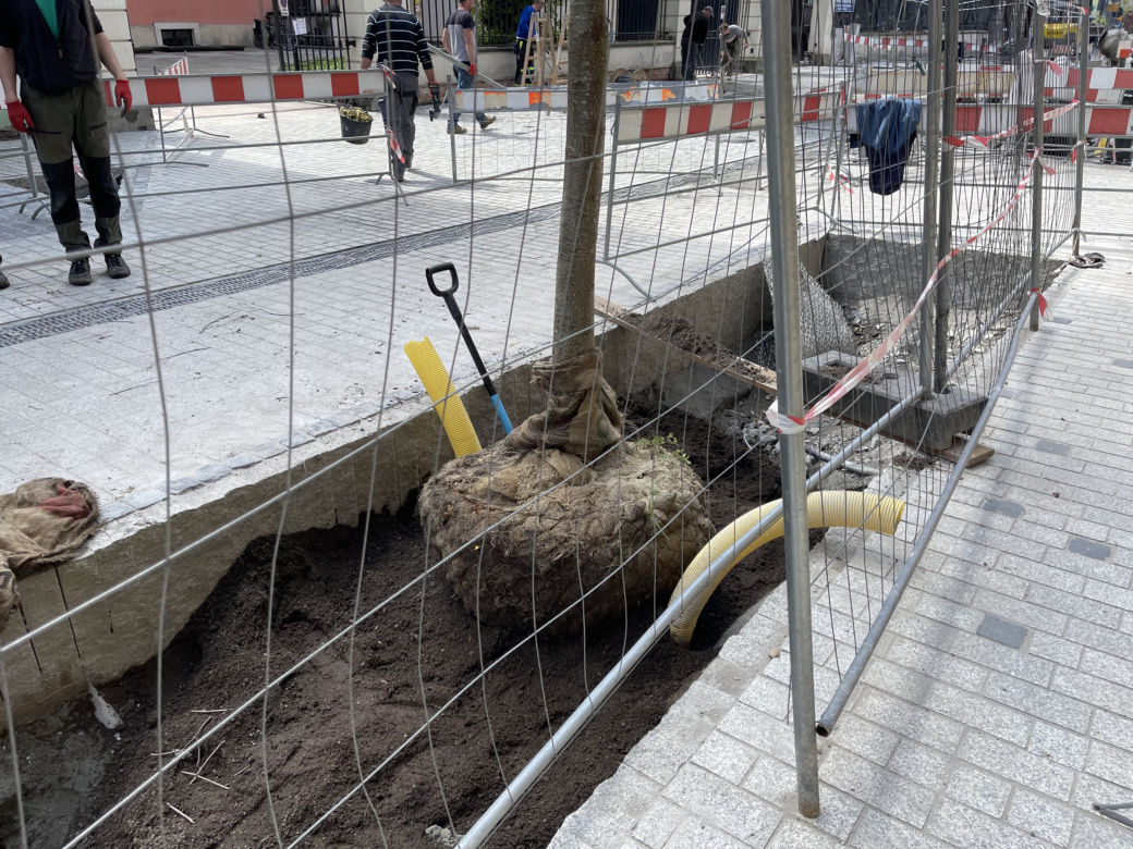 Zieleń w centrum miasta. Tak zmienia się ul. Krupnicza w Krakowie! 