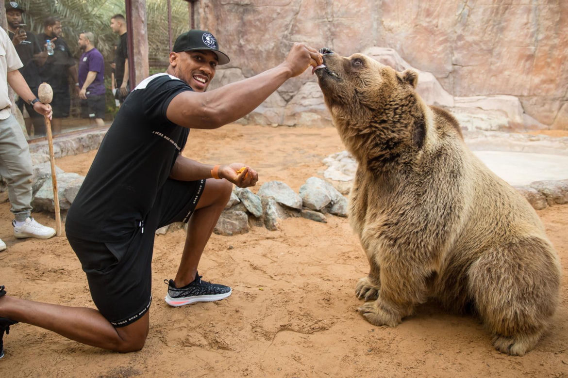 Anthony Joshua siłował się z prawdziwą bestią. Zwierzę, o którym mogliście nie mieć pojęcia