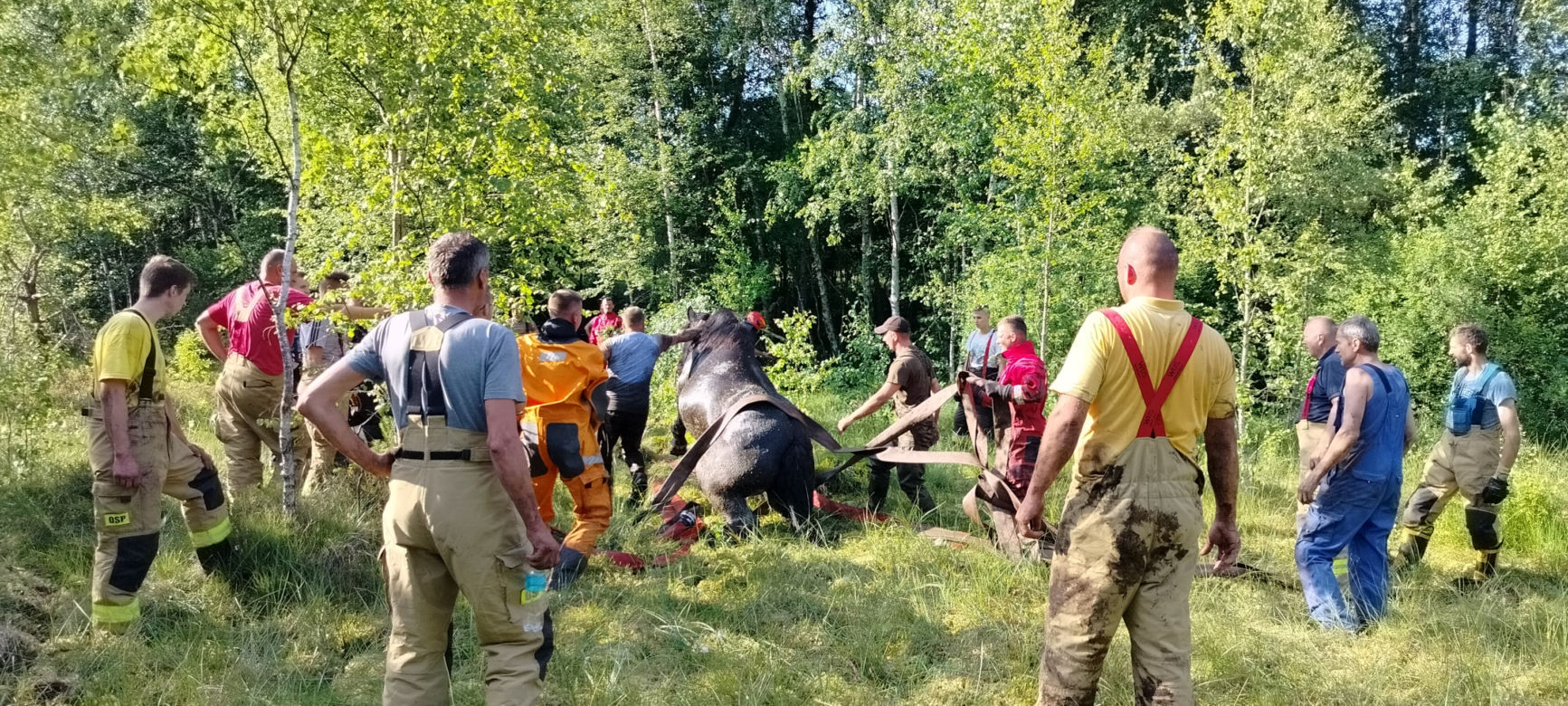 Konie ugrzęzły w bagnie. Gdyby nie interwencja strażaków, mogłoby dojść do najgorszego
