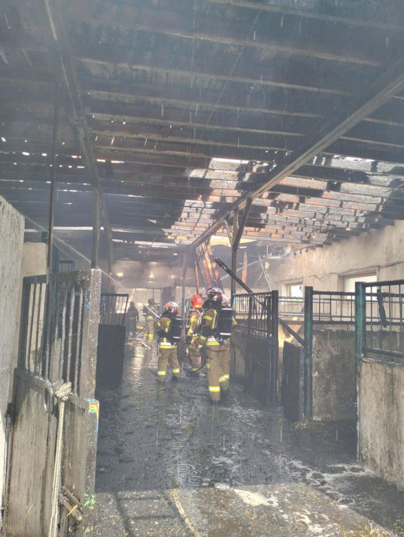 Pożar stadniny koni w Bronkowie pod Krosnem Odrzańskim 