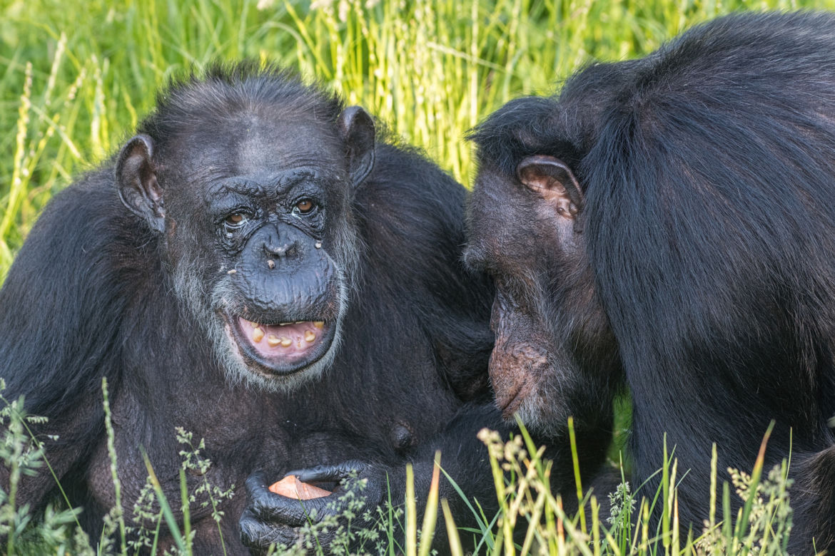 Najstarsze zwierzęta we wrocławskim zoo