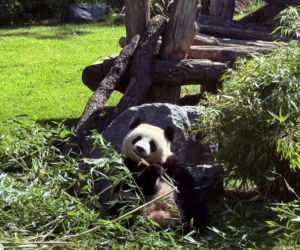 Pandy ZOO Berlin