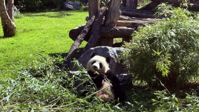 Pandy ZOO Berlin