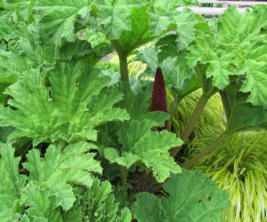 Gunnera olbrzymia