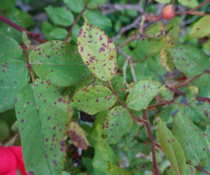 Jak pozbyć się czarnej plamistości liści na różach?