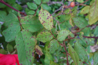 Czy czarna plamistość liści to wyrok dla krzewów róż? Sprawdź, jak się jej pozbyć