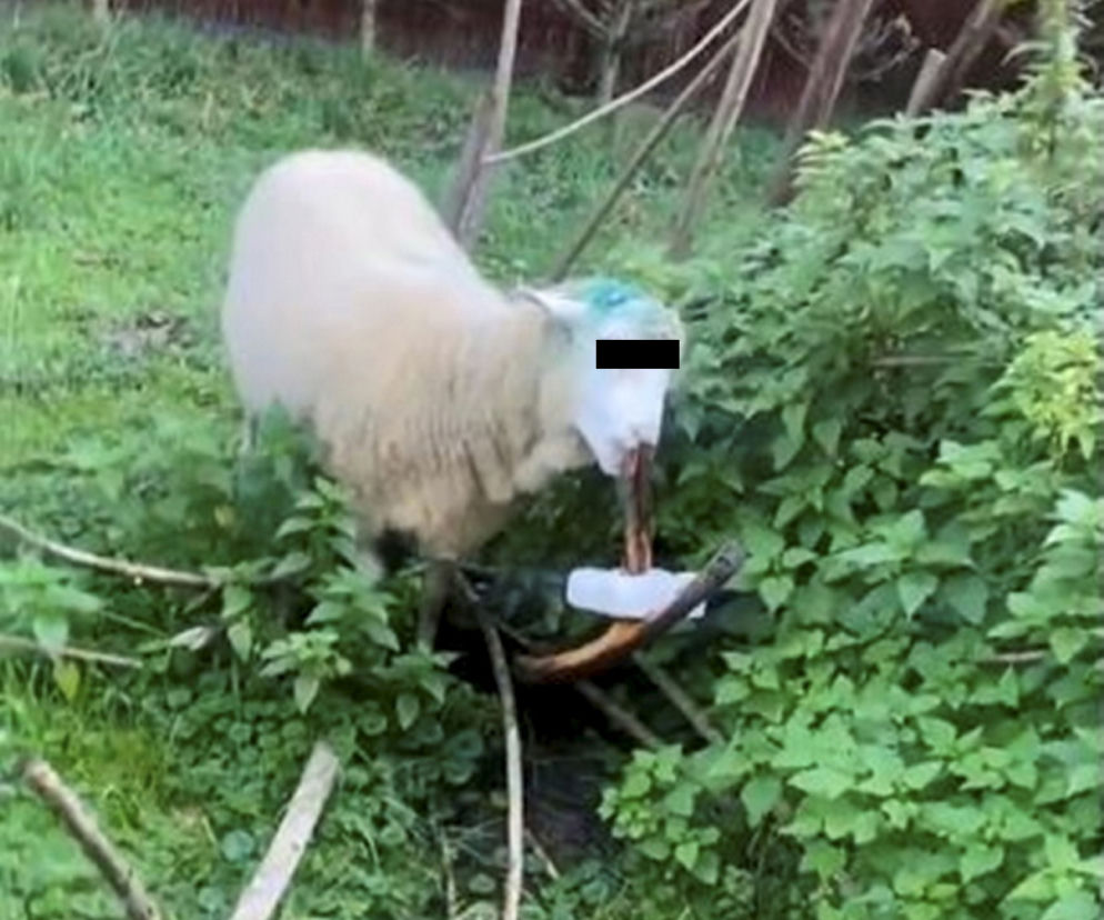 Owce kradną lizaki sarnom
