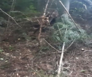Leśnicy z Dynowa uratowali  sarnę zaplątaną we wnyki [ZDJĘCIA]