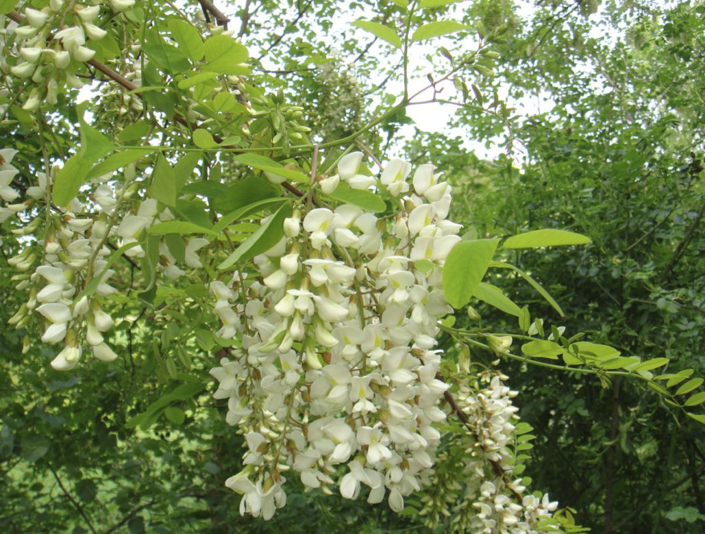 Robinia akacjowa