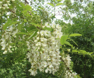 Robinia akacjowa