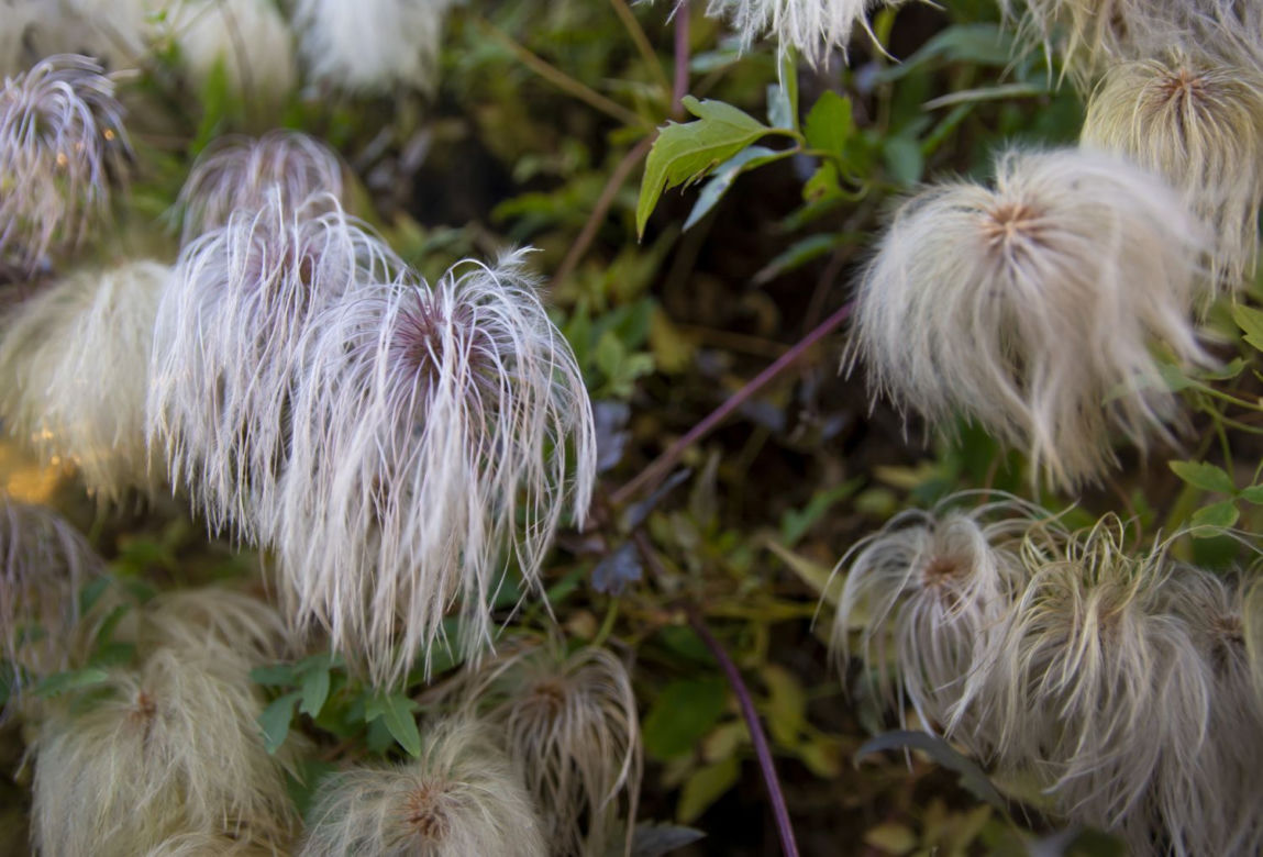 Powojnik tangucki