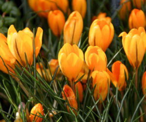 Krokus