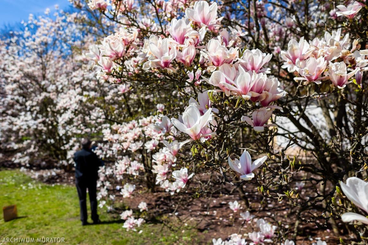 Magnolie w ogrodzie - zdjęcia