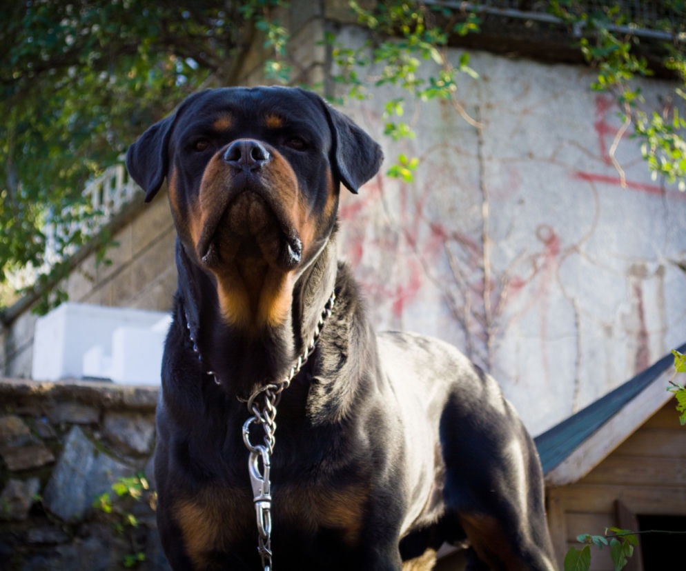 Rottweiler - mądry i zrównoważony bałaganiarz