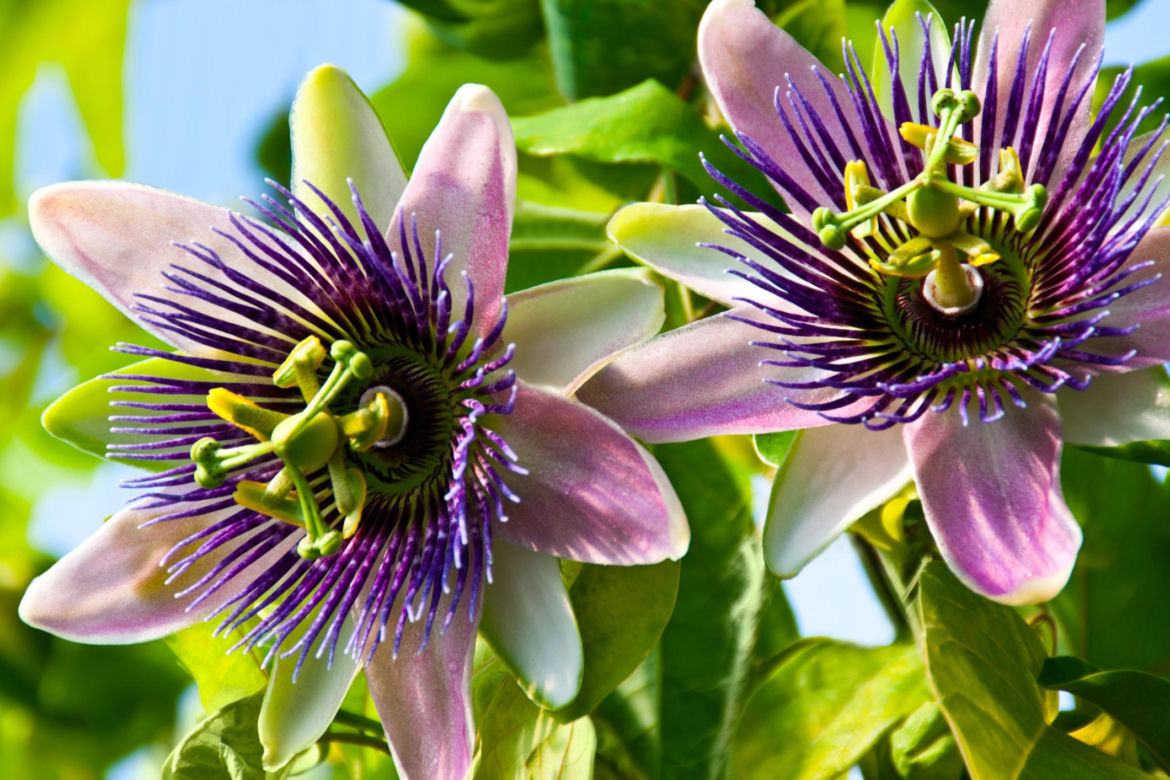 Passiflora, męczennica. Zdjęcia