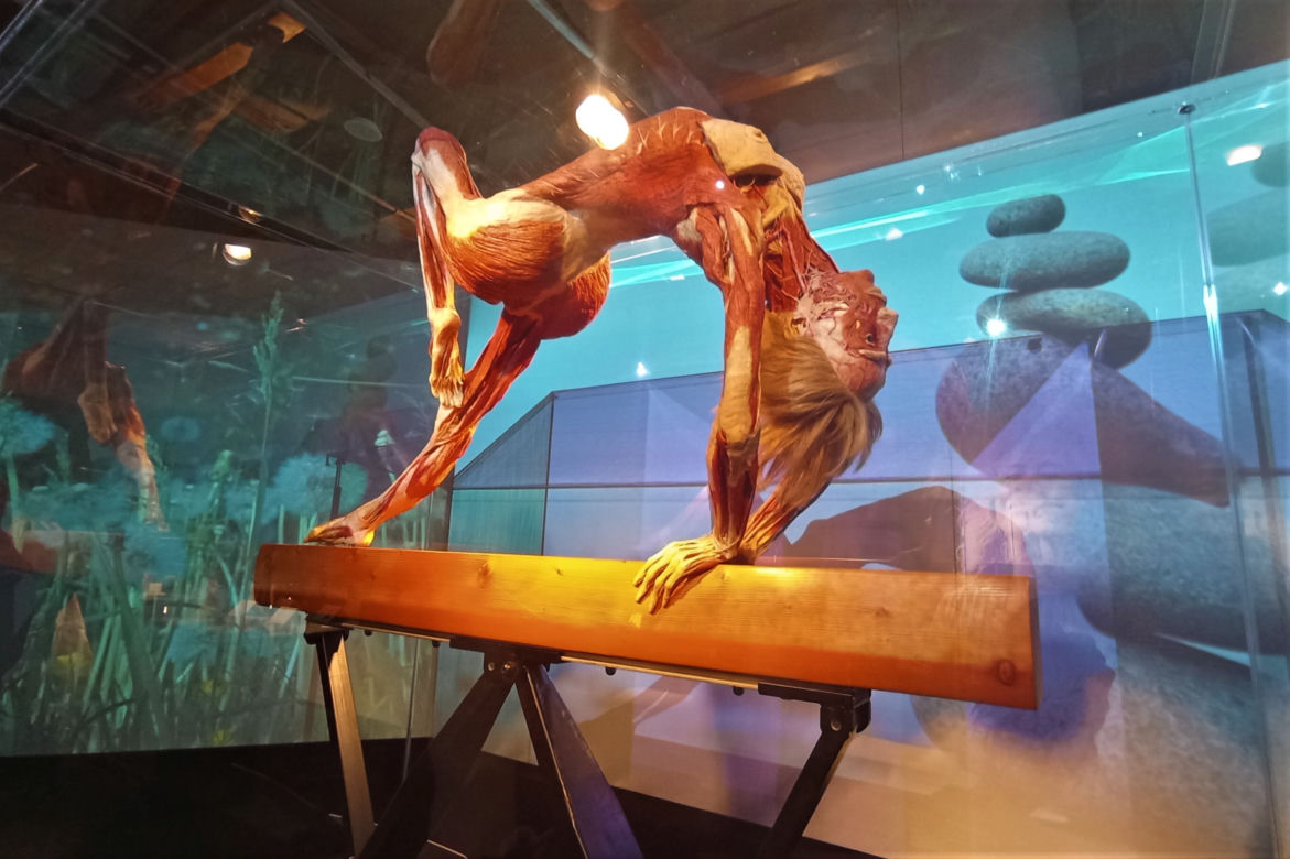 Wystawa Body Worlds w Szczecinie