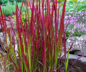 Imperata cylindryczna 'Red Baron'