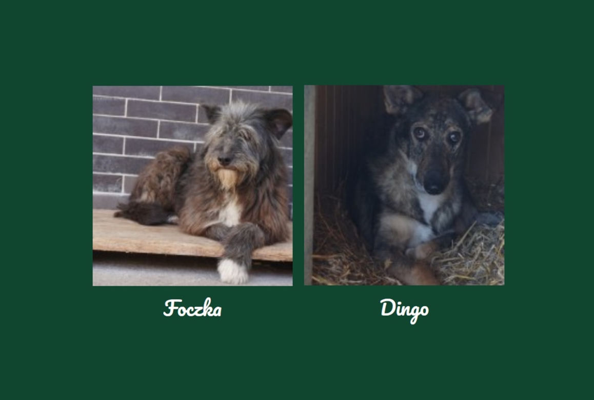 Foczka i Dingo