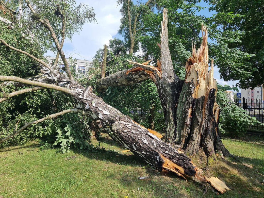 Burza w Wielkopolsce. Powalone drzewa zablokowały wiele dróg w Pile 