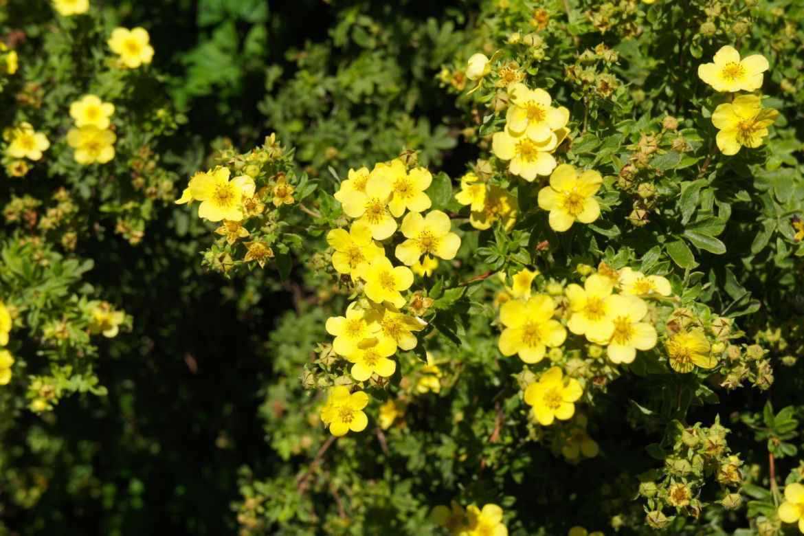Pięciornik krzewiasty 'Sommerflor'