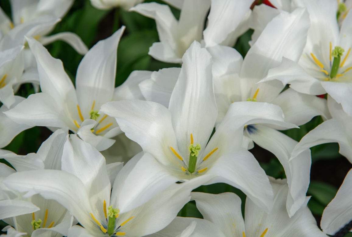 Tulipany liliokształtne