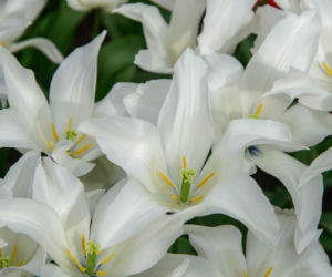 Tulipany liliokształtne