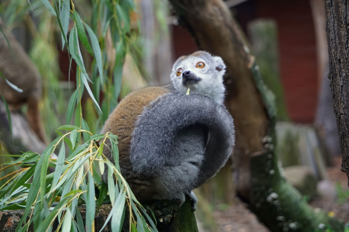 Lemury koroniaste we wrocławskim zoo