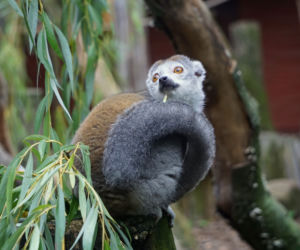 Lemury koroniaste we wrocławskim zoo