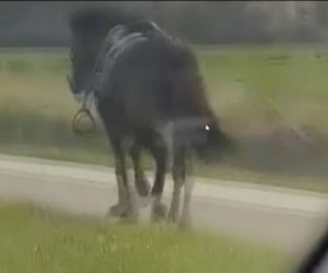 Zagalopował się na ulicach Świdnika. Policja prowadziła pościg za... osiodłanym koniem [ZDJĘCIA]