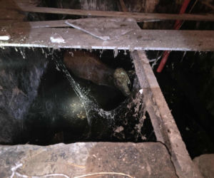 Jałówka wpadła do lodowatej wody. Strażacy ruszyli na ratunek