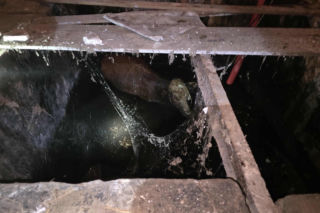 Jałówka wpadła do lodowatej wody. Strażacy ruszyli na ratunek! Liczyła się każda minuta