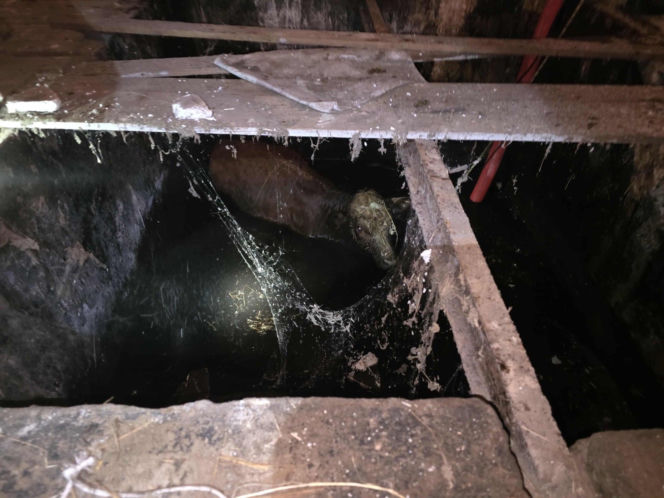 Jałówka wpadła do lodowatej wody. Strażacy ruszyli na ratunek