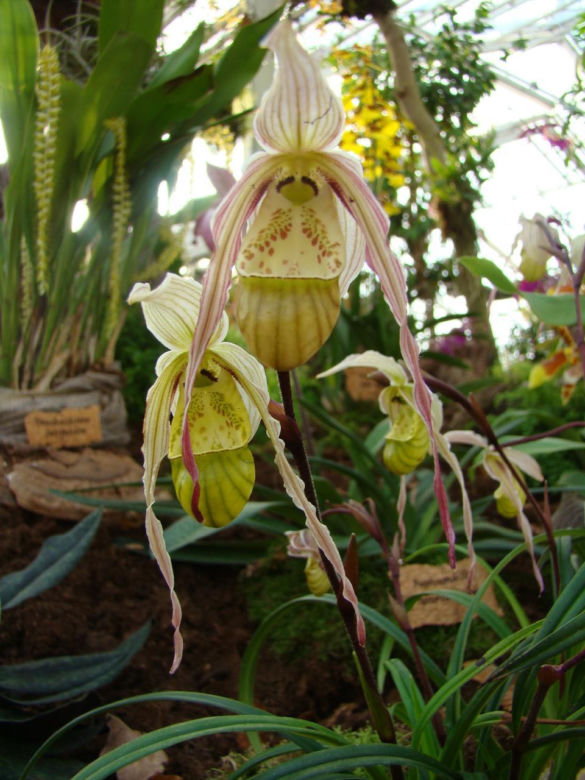 Paphiopedilum 