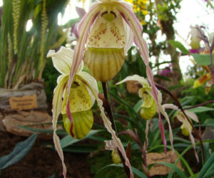 Paphiopedilum: storczyk o kwiatach jak dzbanki