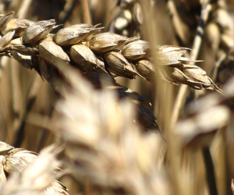 alergia-na-gluten-jakie-sa-objawy.jpg