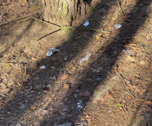 Światowa prasa pisze o śmierci Magdaleny Majtyki! Mówią o tajemnicy