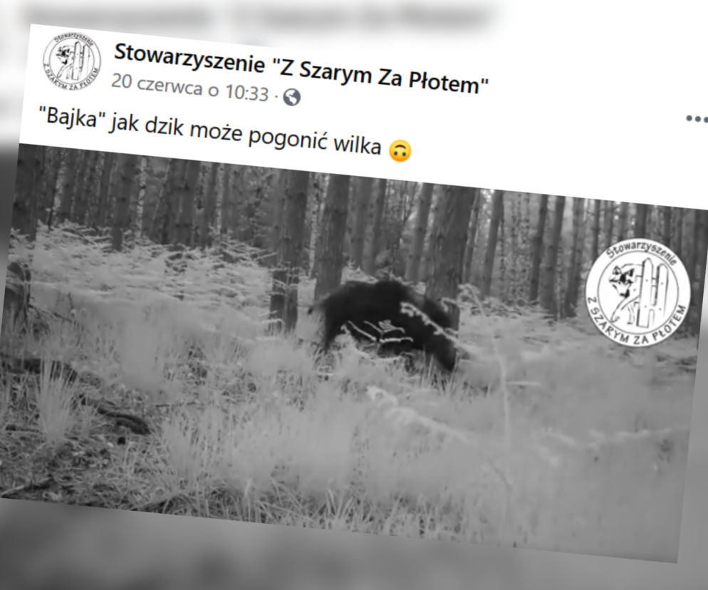 Zaskakujące nagranie z fotopułapki. Dzik pogonił... agresywnego wilka. Musisz to obejrzeć!