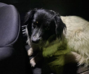 Policjant uratował psa na S6