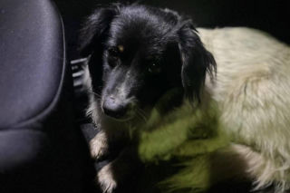 Policjant uratował psa na S6