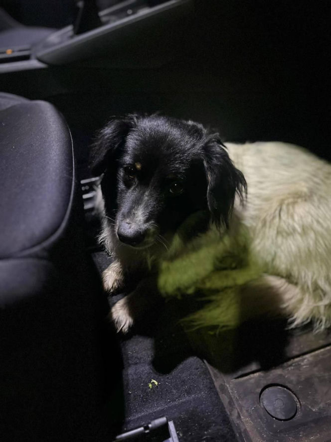 Policjant uratował psa na S6