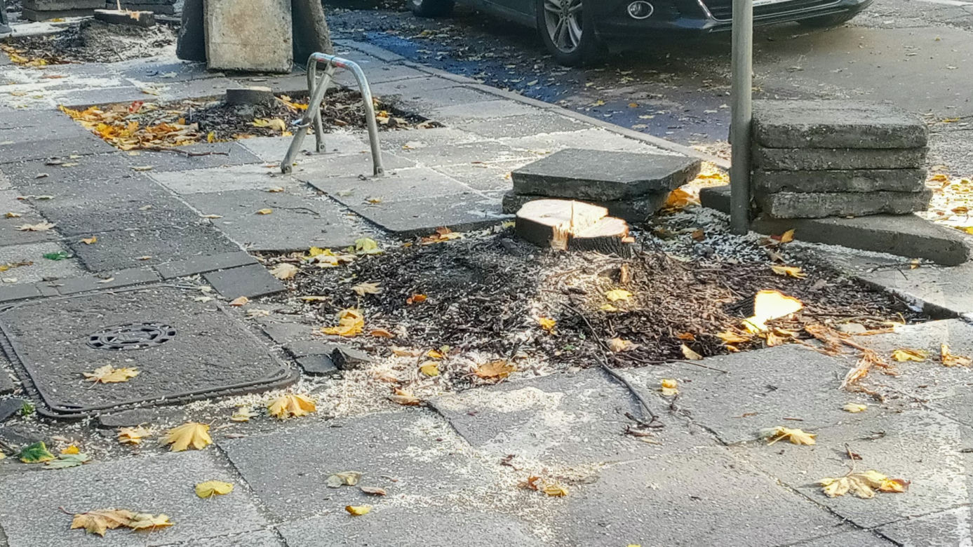 Z alei Wojska Polskiego wycięto kilkanaście drzew