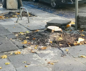 Z alei Wojska Polskiego wycięto kilkanaście drzew