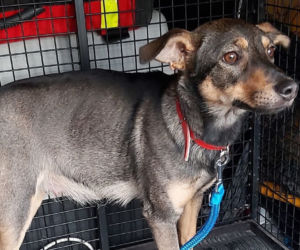 Zrobił zakupy i zapomniał psa? Suczka Shelli POZOSTAWIONA POD SKLEPEM 