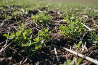 Rolnictwo regeneratywne oficjalnie w Polsce