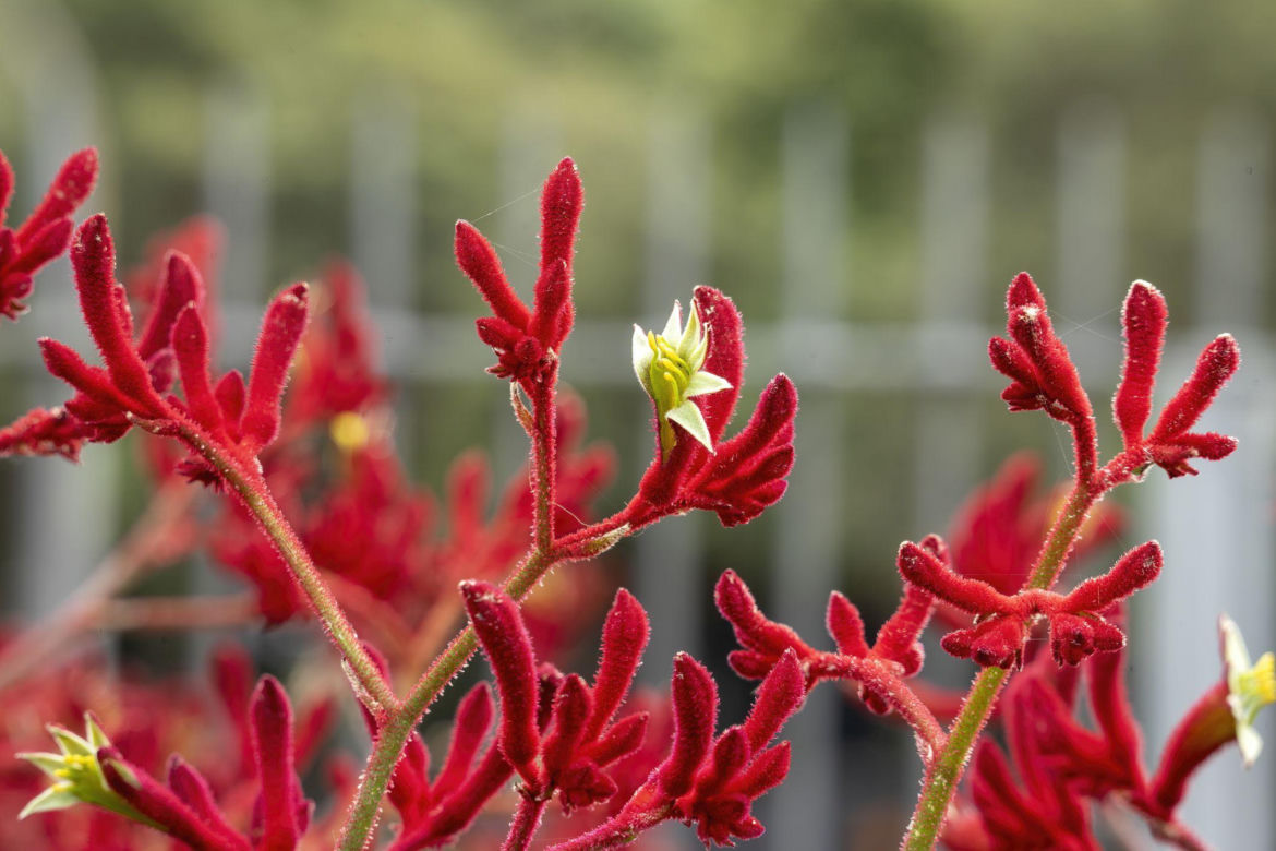 Anigozanthos