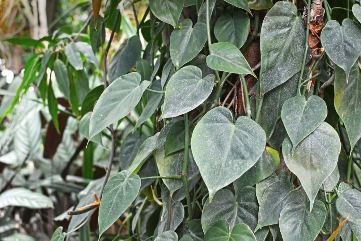 Filodendron pnący
