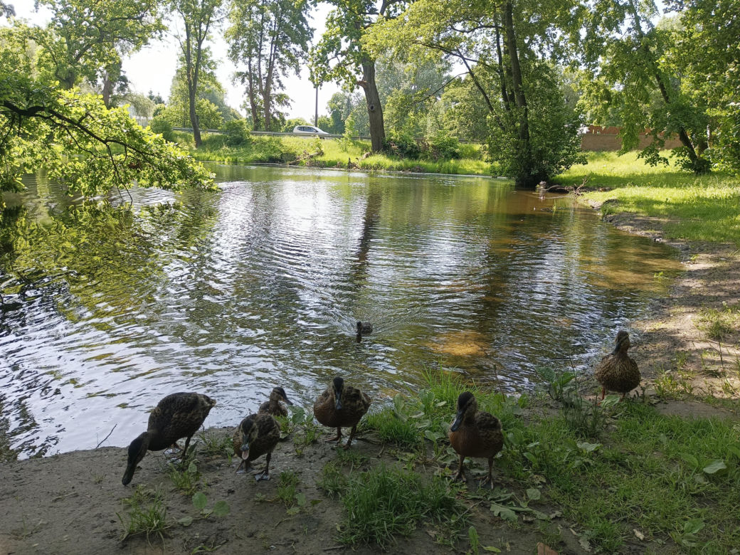 Parki podworskie w powiecie gdańskim
