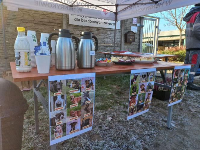 "Bieg + 4 Łapy" za nami. Wyjątkowy dzień w schronisku w Henrykowie koło Leszna