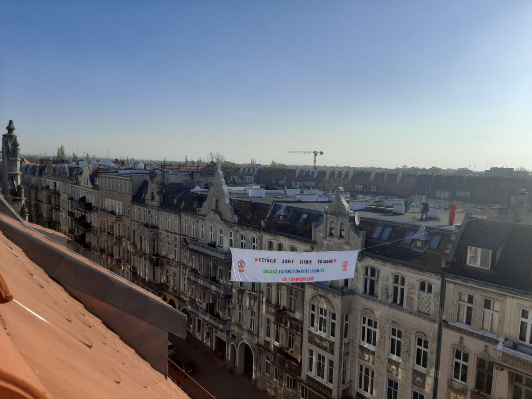 Czerwone wdowy na dachach wrocławskich kamienic