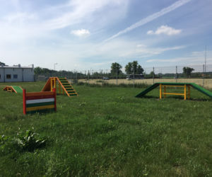 Tak wygląda plac zabaw dla psów!